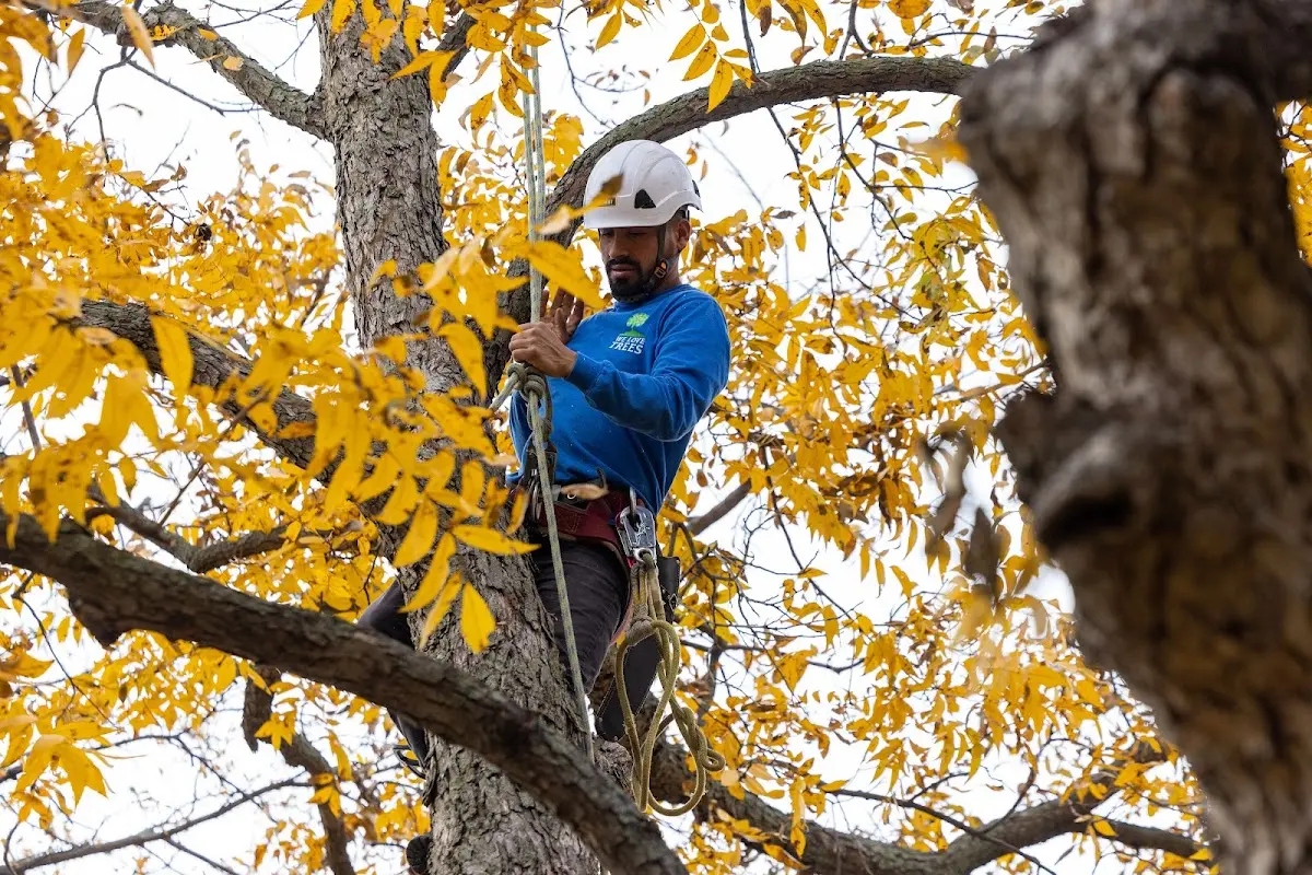 Skilled Dead Tree Removal crew working in Ringling